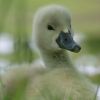 Schwanenjunges