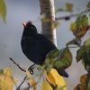 Amsel