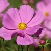 Cosmea