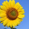 Sonnenblume
