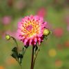 Dahlie und Knospen