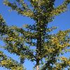 Ginkgo