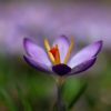 Krokus