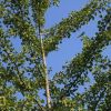 Ginkgo