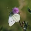 Schmetterling