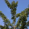 Ginkgo