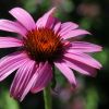 Echinacia