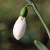 Schneeglöckchen