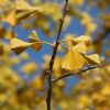 Ginkgo