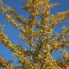 Ginkgo