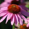 Echinacia