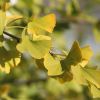 Ginkgo
