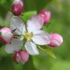 Apfelbaumblüten