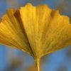 Ginkgo