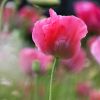 Mohn