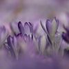 Krokusse