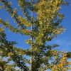 Ginkgo