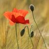 Mohn