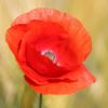 Mohn