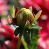 Dahlienknospe