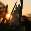 Gladiole