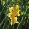 Gladiole