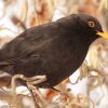 Amsel