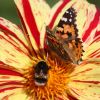 Schmetterling und Hummel