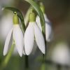 Schneeglöckchen