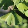 Gingko