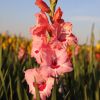 Gladiole