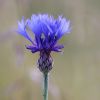 Kornblume