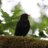 Amsel