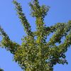 Ginkgo