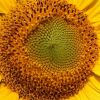 Sonnenblume