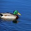 Ente