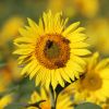 Sonnenblume und Bienen