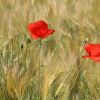 Mohn