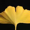 Ginkgo