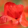Mohn