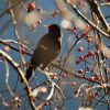 Amsel