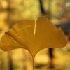 Ginkgo