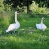 Schwäne