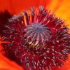 Mohn