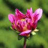 Dahlienknospe