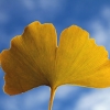 Ginkgo