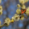 Schmetterling und Bienen