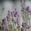 Lavendel