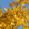 Ginkgo