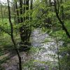 Fluss im Wald